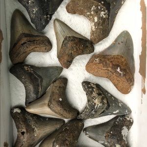 Meglodone teeth all sizes real